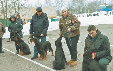 Прошла Дмитровская выставка охотничьих собак