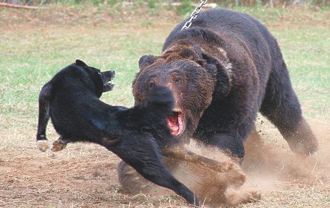 Селигер – 2019: прошли состязания лаек по медведю