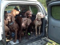 Петров день 2020: Положение о Первенстве по охоте с подружейными собаками